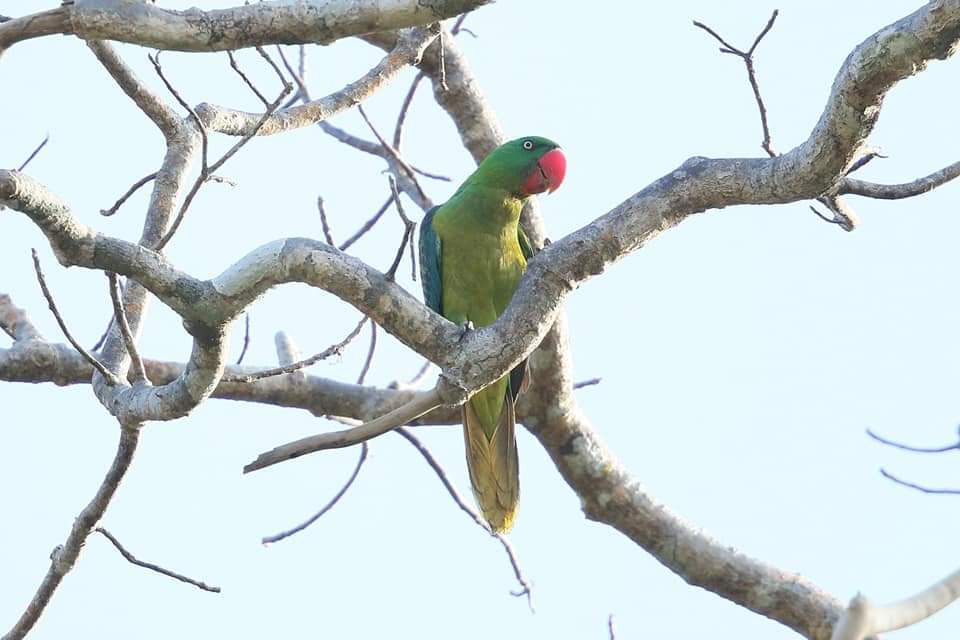 burung endemik sumba