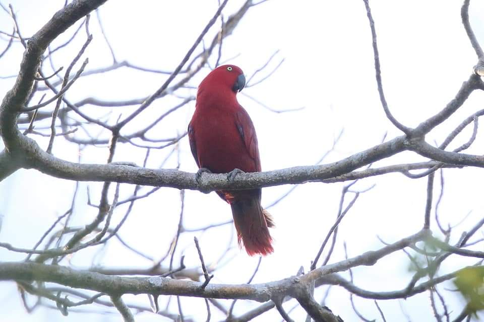 burung endemik sumba
