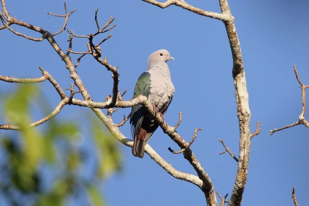 burung endemik sumba