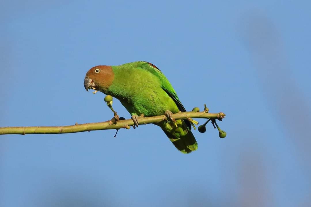 burung endemik sumba